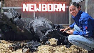 Welcome to the world newborn Yfke I have to help  This is very special  Friesian Horses