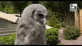 2 Month Old Eagle Owl Ori is Transforming Quickly - Cincinnati Zoo