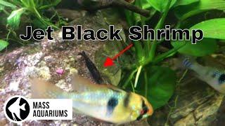 Jet Black Shrimp and German Blue RamsPlanted Aquariums Fresh Water Update