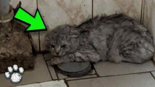 A Posh Lop Eared Cat Sat in a Public Toilet Huddled Against the Wall and Bristling at the World