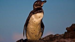 Pinguin Galapagos 1080p Full HD penguin chill out music Musikwasserbett
