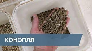 Сортировка Семян Конопли  Hemp Seeds Sorting