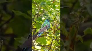 Hummingbird Bomber - Wait for it