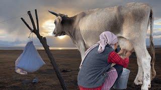 Wild life in inaccessible mountains  Cow milking