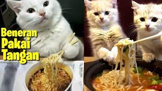 8 Kucing Lucu Bisa Makan Pakai Tangan  Hewan Aneh Tapi Lucu