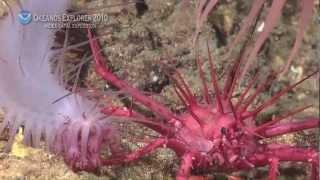 NOAA Ship Okeanos Explorer Extraordinary Leg 3 Highlight video Sangihe Talaud Region Indonesia