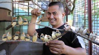 Zebra finches the tiniest bird youve ever seen My birds gave birth to hundreds of babies