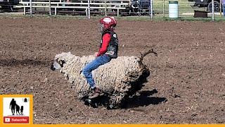 Mutton Bustin  2023 Caprock Roundup Celebration