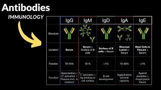 Antibodies - Production Structure Domains Types IgG IgD IgA IgE IgM  Immunology