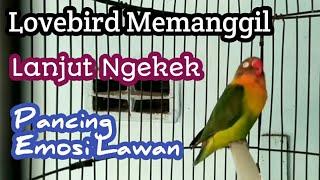 Pancingan Lovebird Ngekek Panjang  Picu Lovebird Rajin Bunyi