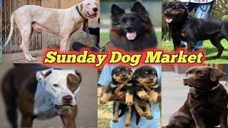 Sunday dog market Lahore  Tollinton Market Lahore  Dog market in Pakistan  pet market