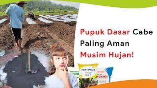 Pupuk Dasar Cabe Paling Aman Musim Hujan