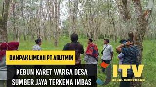 Dampak Limbah PT ARUTMIN Pohon Karet Warga Desa Sumber Jaya Kintap Kalsel Mati