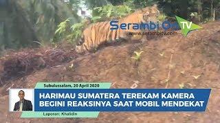 Harimau Sumatera Terekam Kamera Begini Reaksinya Saat Mobil Mendekat