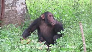 Young chimps play a game of whos dominant? over a jackfruit