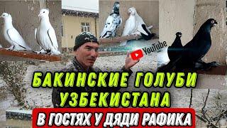 Игровые голуби В ГОСТЯХ У ДЯДИ РАФИКА. БАКИНСКИЕ ГОЛУБИ УЗБЕКИСТАНА.