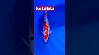warna cerah ikan koi cantik jenis Doitzu #ikanhias #fishing