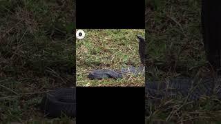 Deadliest Snake Cobra  #tamilamazingfacts #shorts #tamilfacts  #amazingfacts #facts #snakevideo