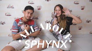 ALL ABOUT SPHYNX INDONESIA + GIVEWAY DADAKAN