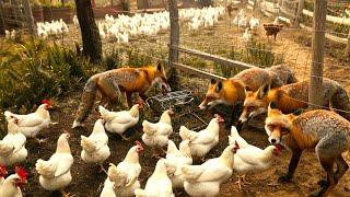 651 Million Chickens Are Raised This Way By Australian Farmers - Chicken Farming