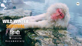 Wild Winter Survival - हिन्दी डॉक्यूमेंट्री  Wildlife documentary in Hindi