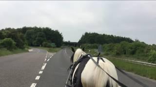 Carriage driving horse gets honked at by car driver... Barry Hook