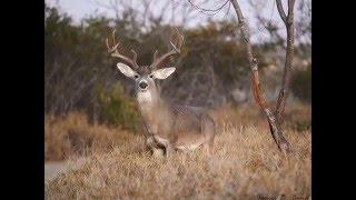 La Bota Ranch - The American Dreamer