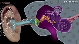 Human ear - structure & working  Sound  Physics  Khan Academy