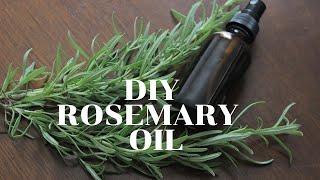 DIY Rosemary Oil for Hair  Rosemary Oil For Extreme Hair Growth