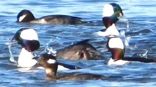 Flock of bufflehead ducks diving in water