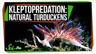 Kleptopredation Natural Turduckens