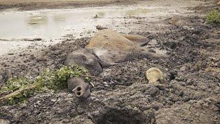 Muddy Saga to Save Two Elephants  Sheldrick Trust