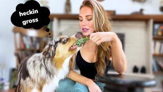 Charlie the Aussie Reviews Food  Dog Taste Test