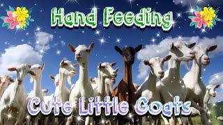 Hand Feeding Cute & Derpy Goats & Kids  Baby & Mama Goats  Activity Farm Park Cute Farm Animals