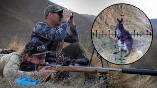 Sniping Wallabies in the Hills of New Zealand 4K