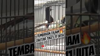 NEMBAK PANJANGIKUT SMM DI TIKET 11 juta MURAIBATU#shorts #muraibatu #kicaumania