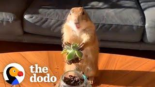 Prairie Dog Loves Working From Home With Dad  The Dodo