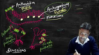 Archegonium  Development of Archegonium