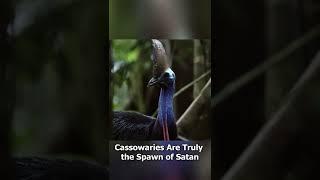 Cassowaries Are The True SPAWN OF SATAN