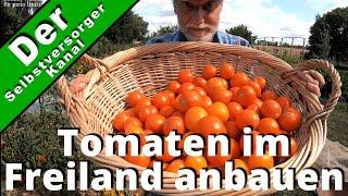 Tomaten im Freiland anbauen. Meine Erfahrungen.