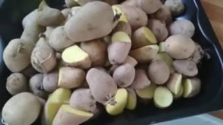 Growing Potatoes 2017 - Planting up - 17th March 17