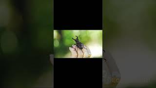 Insects Found On A Playground Short #NatureLovers #InsectAdventures