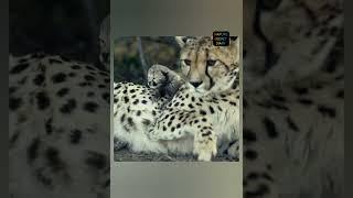 Cheetahs Babies  Cute Cheetah Babies With her Mother #Shorts