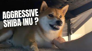 Do Those 3 Things Right to Prevent Shiba Inu Aggression