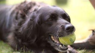 Dogs  Learning about Dog Facts for Kids