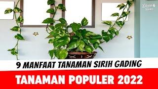 9 Manfaat Tanaman Sirih Gading – Tanaman Hias Populer 2022