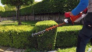 Hedge Trimming small Box  Buxus hedge