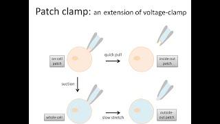 Voltage clamp and patch clamp electrophysiology methods for studying ion channels