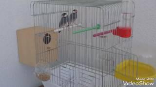 Kuşçu Mesut Abi  Java İspinozu çifti  Java Sparrow couple