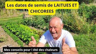 Quels sont les dates de semis de laitues  chicorees  En fonction de la saison  ?